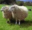 Beware of False Teachers...Click Here To Read